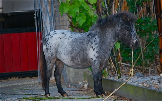 Triple Registered Purebred Falabella Stallion for Sale Miniatures for East Freetown, MA